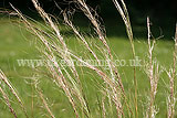 Ornamental grass