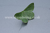 Geometra papilionaria Large Emerald moth