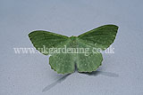 Geometra papilionaria Large Emerald moth