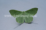 Geometra papilionaria Large Emerald moth