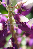 Greenfly on lupin