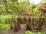 Gunnera manicata