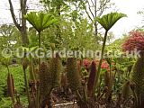 Gunnera manicata