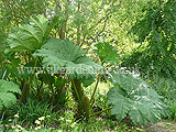 Gunnera manicata