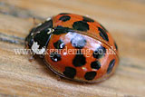 Ladybird (Harlequin) - Harmonia axyridis