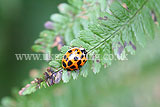 Ladybird (Harlequin) - Harmonia axyridis