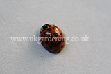 Ladybird (Harlequin) - Harmonia axyridis