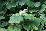 Corylus avellana (Common Hazel) - Hazelnuts