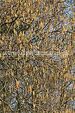 Corylus avellana (Common Hazel) - Hazelnut catkins