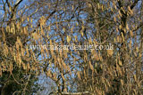 Corylus avellana (Common Hazel) - Hazelnut catkins