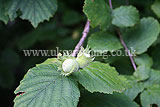 Corylus avellana (Common Hazel) - Hazelnuts