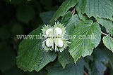 Corylus avellana (Common Hazel) - Hazelnuts