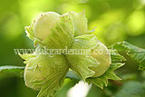 Corylus avellana (Common Hazel) - Hazelnuts
