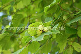 Corylus avellana (Common Hazel) - Hazelnuts