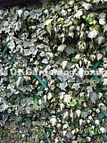 Hedera helix 'Goldheart' (Common english ivy)