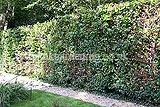 Fagus sylvatica (European beech, Common Beech) hedge cutting