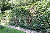 Fagus sylvatica (European beech, Common Beech) hedge cutting