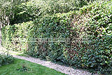 Fagus sylvatica (European beech, Common Beech) hedge cutting