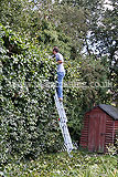 Fagus sylvatica (European beech, Common Beech) hedge cutting