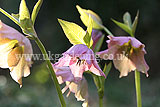 Helleborus orientalis (Christmas rose, Lentern rose, Hellebore)