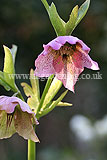 Helleborus orientalis (Christmas rose, Lentern rose, Hellebore)