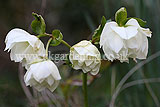 Helleborus orientalis (Christmas rose, Lentern rose, Hellebore)