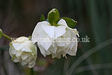 Helleborus orientalis (Christmas rose, Lentern rose, Hellebore)