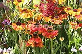 Helenium autumnale