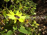 Helianthus annuus (Sunflower)