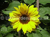 Helianthus annuus (Sunflower)