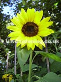 Helianthus annuus (Sunflower)