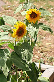 Helianthus annuus (Sunflower)