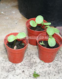 Helianthus annuus (Sunflower) seedlings