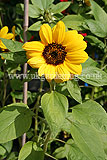 Helianthus annuus (Sunflower)