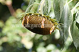 Helianthus annuus (Sunflower) fading flower head
