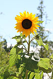 Helianthus annuus (Sunflower)