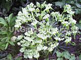 Helleborus foetidus (Stinking hellebore)