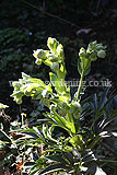 Helleborus foetidus (Stinking hellebore)