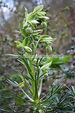 Helleborus foetidus (Stinking hellebore)