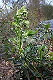 Helleborus foetidus (Stinking hellebore)