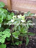 Helleborus orientalis (Christmas rose, Lentern rose, Hellebore)