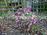 Helleborus orientalis (Christmas rose, Lentern rose, Hellebore)