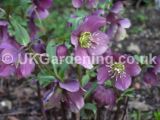 Helleborus orientalis (Christmas rose, Lentern rose, Hellebore)