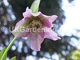 Helleborus orientalis (Christmas rose, Lentern rose, Hellebore)