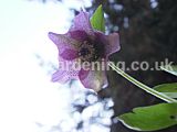 Helleborus orientalis (Christmas rose, Lentern rose, Hellebore)