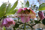 Helleborus orientalis (Christmas rose, Lentern rose, Hellebore)