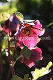 Helleborus orientalis (Christmas rose, Lentern rose, Hellebore)