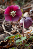 Helleborus orientalis (Christmas rose, Lentern rose, Hellebore)