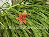 Hemerocallis fulva (Daylily)