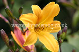 Hemerocallis (Daylily)